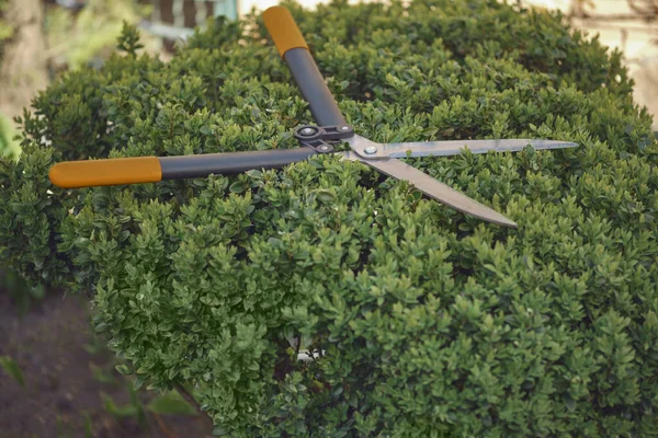 Große scharfe Heckenscheren stehen an einem überwucherten grünen Strauch im Hinterhof. Gartengestaltung, Heckenschnitt im Frühjahr. Schneidwerkzeug. Nahaufnahme — Stockfoto