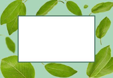 Yeşil erik ağacı ya da çay yaprakları mavi arka plana doğru düşüyor. Beyaz kopya alanı olan çerçeve. Şablon, şablon, model. Kolaj, kapat.