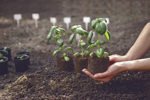 Unknown woman is holding green basil plant sprouting from soil. Ready for planting. Organic eco seedling. Sunlight, ground. Close-up