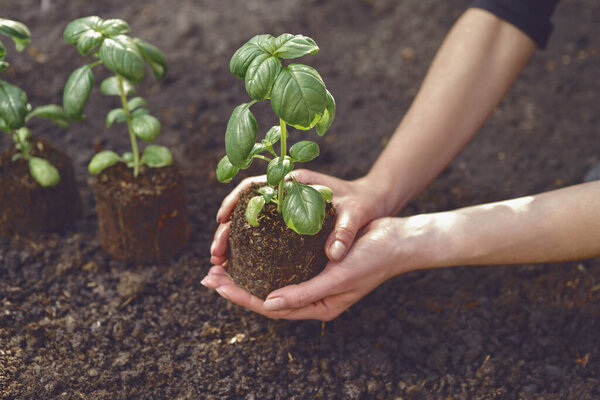 Hands of unrecognizable girl are holding green basil sprout or plant in soil. Ready for planting. Organic eco seedling. Sunlight, ground. Close-up