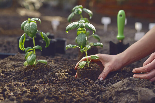 Hands of unknown woman are planting young green basil sprout or plant in black ground. Sunlight, soil, small garden shovel. Close-up