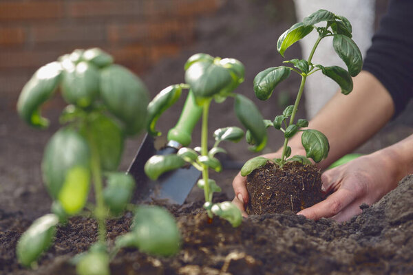 Hands of unrecognizable girl are planting young green basil seedlings or plants in fertilized ground. Sunlight, soil, small garden shovel. Close-up