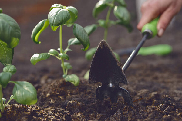 Hand of unrecognizable girl is loosening ground by small garden hoe, planting green basil seedlings in fertilized black soil. Sunny day. Close-up