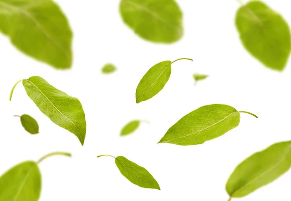 Folhas verdes voadoras de ameixeira ou chá, isoladas em fundo branco. Conceito de levitação alimentar. Fechar, espaço de cópia — Fotografia de Stock