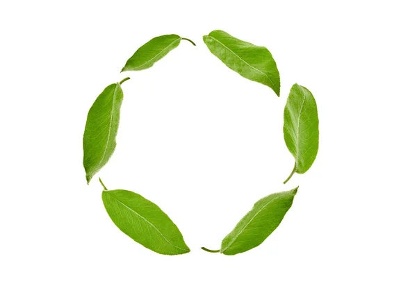 Zielone liście śliwki lub herbaty ułożone w kole, odizolowane na białym tle. Kolaż. Zamknij, skopiuj przestrzeń. — Zdjęcie stockowe
