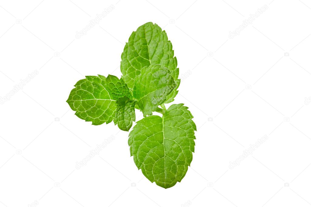 Fresh green mint stem with leaves isolated on white. Decoration or ingredient of dishes, drinks. Fragrant herb, spice. Close up, copy space, top view