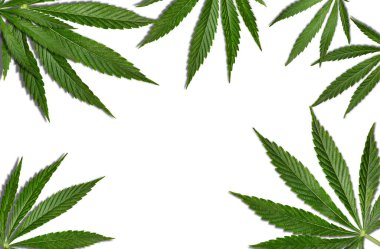 Esrar ya da kenevir yeşili yapraklar beyaz arka planda izole edilmiş. Alternatif tıp, model. Kapat, metin veya resim için boşluk kopyala