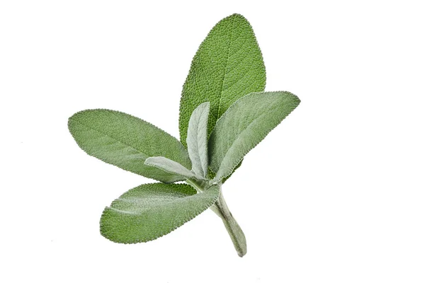 Organic Fresh Cutting Sage Isolated White Background Essential Herb Used — Stock Photo, Image