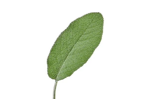 Feuille Verte Biologique Sauge Isolée Sur Fond Blanc Herbe Essentielle — Photo