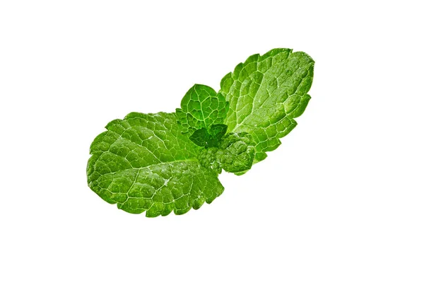 Verse Groene Takje Munt Geïsoleerd Witte Achtergrond Geurende Bladeren Met — Stockfoto