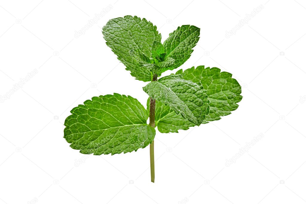 Stem of mint with fresh green leaves isolated on white background. Fragrant herb with menthol taste. Close up, copy space, side view