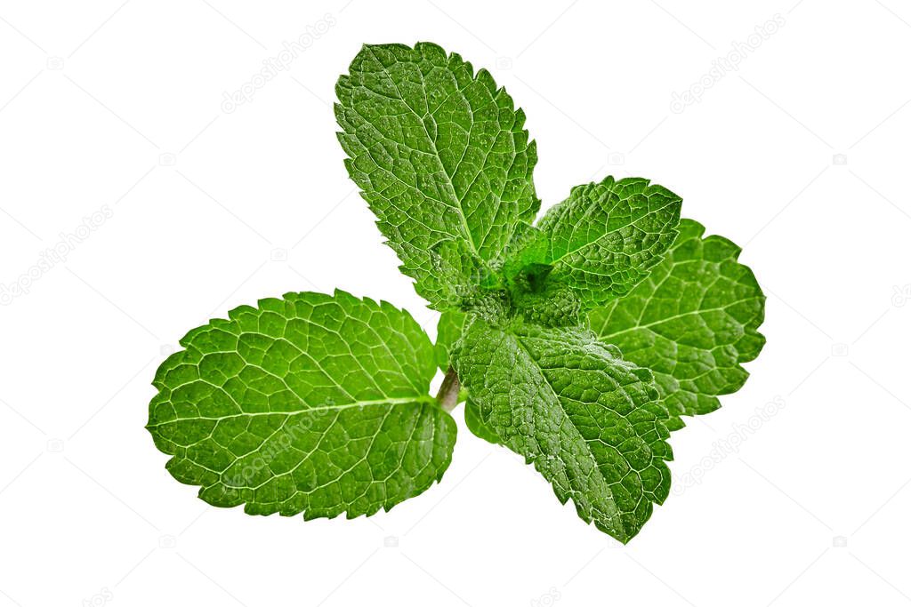 Green mint isolated on white background. Fresh leaves as decoration or ingredient of dishes, drinks. Medicinal herb. Close up, copy space, top view