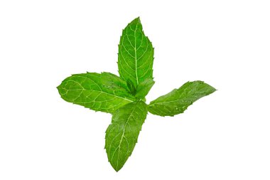 Beyaz arka planda izole edilmiş yeşil nane dalı. Dekorasyon ya da malzeme olarak taze yapraklar. Kapat, boşluğu kopyala, üst görünüm