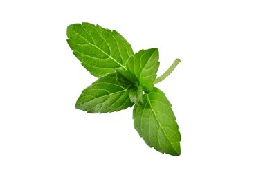 Taze yeşil fesleğen sapı ve beyaz arka planda izole edilmiş yapraklar. Kapat, boşluğu kopyala