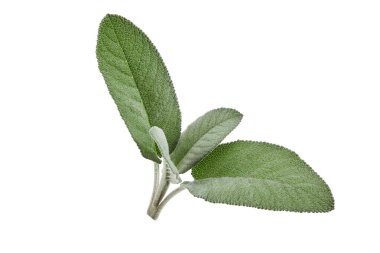 Beyaz arka planda izole edilmiş taze yeşil adaçayı dalı. Kapat, kopyala boşluk, kenar görünüm