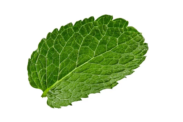 Green leaf of fresh mint with water drops on it, isolated on white background. Close up, copy space — Stock Photo, Image