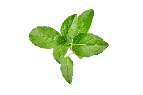 Sprig manjericão verde orgânico isolado sobre fundo branco. Fechar, espaço de cópia — Fotografia de Stock