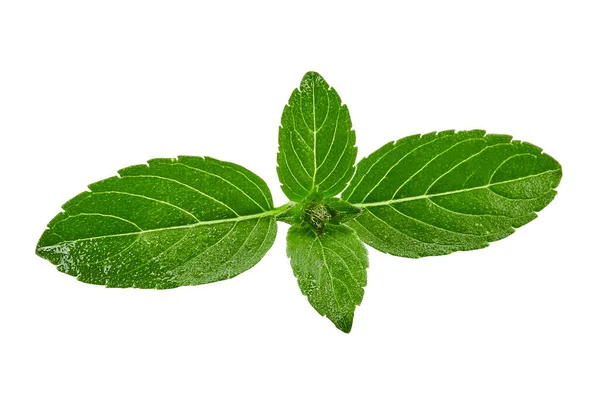 Manjericão verde orgânico isolado sobre fundo branco. Fechar, copiar espaço, vista superior — Fotografia de Stock