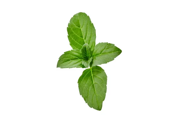 Albahaca verde fresca aislada sobre fondo blanco. Especia perfumada. Cerrar, copiar espacio, vista superior — Foto de Stock