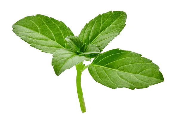 Groene basilicum takje geïsoleerd op witte achtergrond. Close up, kopieerruimte, zijaanzicht — Stockfoto