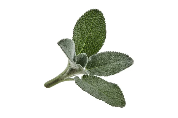 Fresh cutting of sage isolated on white background. Close up, copy space, side view — Stock Photo, Image