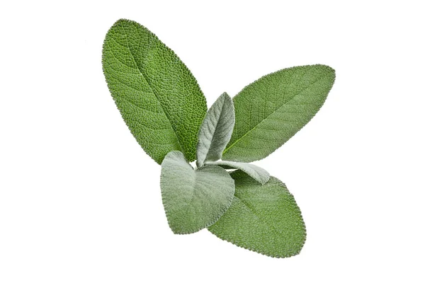 Ramita verde fresca aislada sobre fondo blanco. Primer plano, espacio para copiar, vista lateral — Foto de Stock