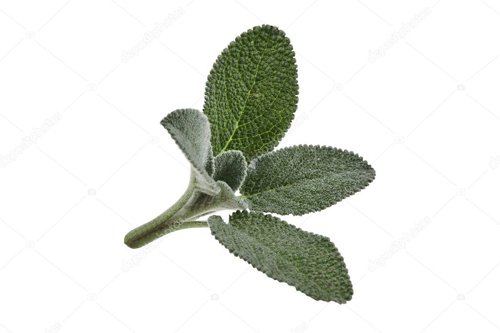 Fresh cutting of sage isolated on white background. Close up, copy space, side view