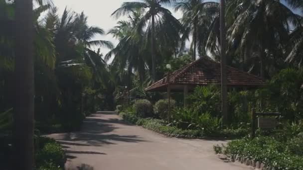 Дорога в бунгало среди пальм. Тропический сад — стоковое видео