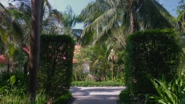 Looking up at palm tree with sun shining through. panoramic steadicam shot — Stock Video