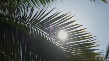 Palmiye yaprağı ile güzel bir gün. tropikal güneşli bir günde.