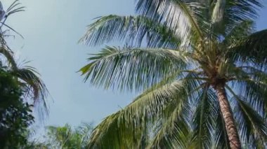 Büyük palmiye yaprakları ve palmiye ağaçları ile arka plan mavi gökyüzüne