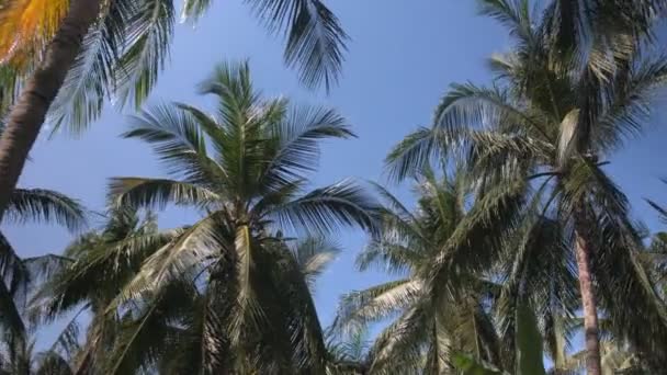 A sunny day in the warm South. The suns rays make their way through the leaves of the palm tree. Lens flare effect — Stock Video