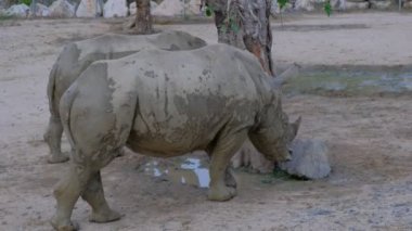 Bir close-up iki gergedan walcking bir Hayvanat Bahçesi