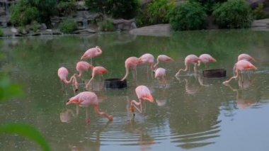 Bir grup pembe flamingolar geziniyor ve içme suyu hayvanat bahçesinde bir close-up