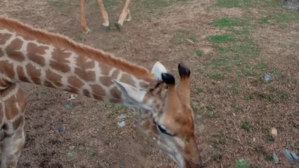 Großaufnahme einer Giraffe, die Laub im Zoo frisst — Stockvideo