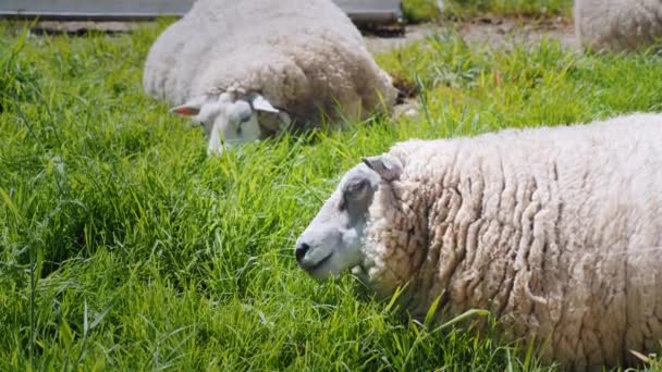 Две овцы лежат на зеленом лугу — стоковое видео