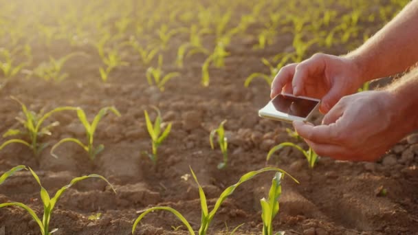 El agricultor fotos brotes de maíz joven en el campo. utiliza teléfono inteligente, en el marco son visibles solo las manos — Vídeos de Stock