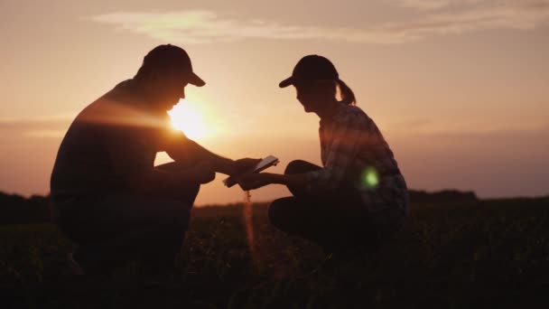 Dos granjeros trabajan en el campo. Estudian los brotes de plantas, usan una tableta. Al atardecer — Vídeo de stock