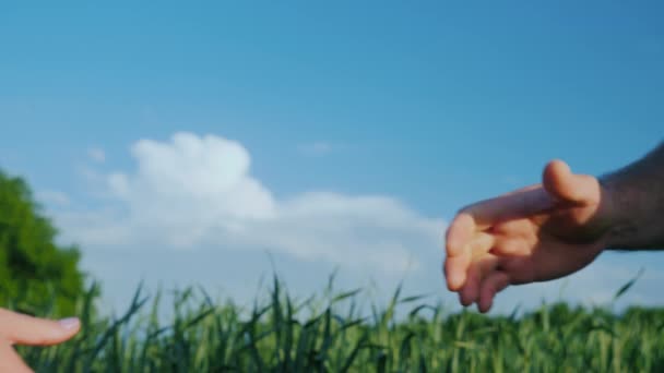 Мужчина-фермер пожимает руку женщине. На фоне зеленого пшеничного поля и голубого неба — стоковое видео