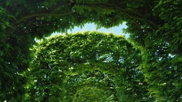 녹색 잎와 아치를 통해 이동 합니다. 공원에서의 장식 골목 Steadicam pov 비디오 — 비디오