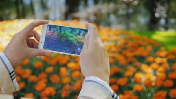 Mãos femininas com um smartphone. Fotografias um belo canteiro de flores com flores — Vídeo de Stock