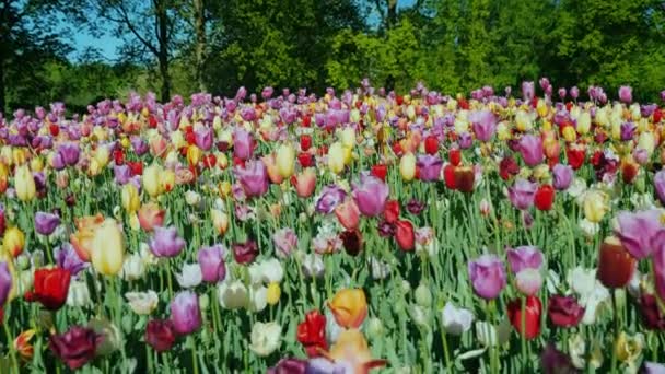 En stor blomma säng och färgglada tulpaner i parken Keukenhof. Kran skott — Stockvideo