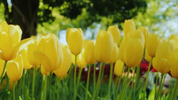 Lindas tulipas amarelas estendem-se ao sol. As tulipas são um dos símbolos dos Países Baixos — Vídeo de Stock