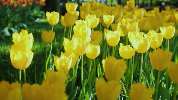 Los rayos del sol iluminan un claro con hermosos tulipanes amarillos — Vídeos de Stock