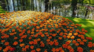 Güzel bir park sessiz sakin nehirde. Bir bahar çiçek yatak turuncu lale ile ön planda