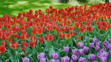 Yeşil çim, Çiçeklik çok çeşitli renkli lale ile arka planı