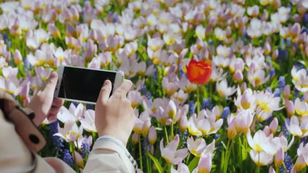 Foto på telefon närbild av en röd tulpan mot en mängd rosa blommor — Stockvideo
