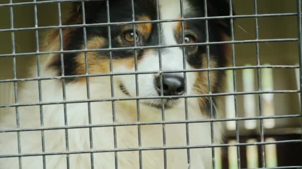 Porträt eines traurigen Hundes hinter Gittern — Stockvideo