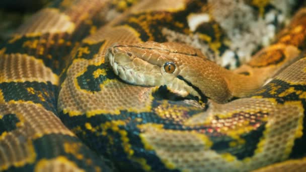 Asias gigante Reticulated Python — Video Stock