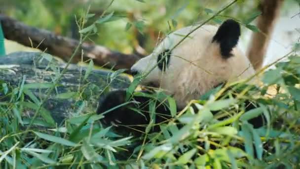 Le grand panda mange des feuilles de bambou. Un animal doux et très populaire — Video